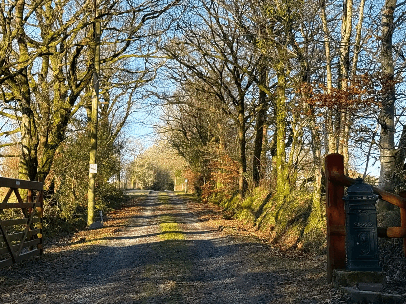 Country lane lined with trees