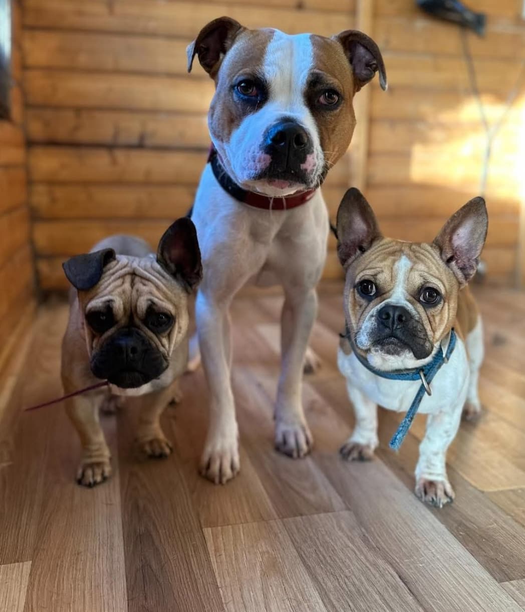 Three happy dogs together at RPR Grooming